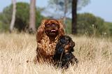 KING CHARLES SPANIEL 132